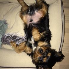 Cavalier king charles spaniel Matti