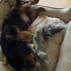 Cavalier king charles spaniel Matti