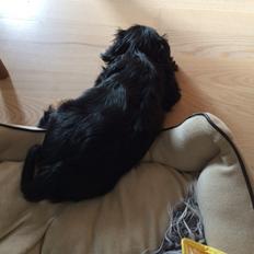 Cavalier king charles spaniel Matti