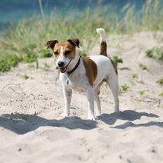Jack russell terrier ODA