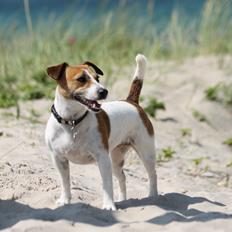 Jack russell terrier ODA