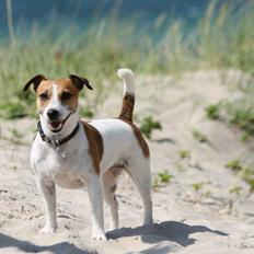 Jack russell terrier ODA