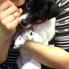 Dansk svensk gaardhund Adell, efter vores børn Adam og Ellen.