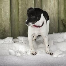 Dansk svensk gaardhund Adell, efter vores børn Adam og Ellen.