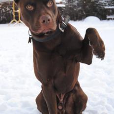 Blanding af racer Tyson