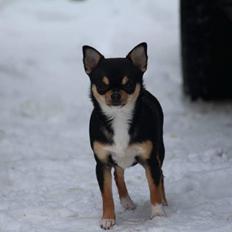 Chihuahua  holmbechs Just Viola (Viola)