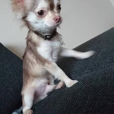 Chihuahua Bumle