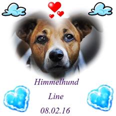 Dansk svensk gaardhund Line