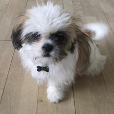 Shih tzu Felix