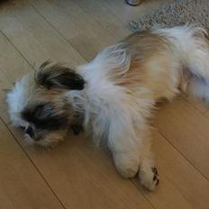 Shih tzu Felix