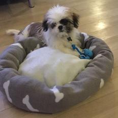 Shih tzu Felix