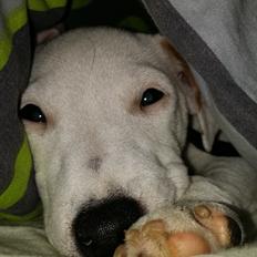 Jack russell terrier Spot of Top Noch (jackson) R.I.P