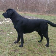 Labrador retriever Lab Kenholm Saint Louis blues (Kaldet Mickey)