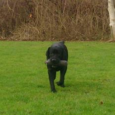 Labrador retriever Lab Kenholm Saint Louis blues (Kaldet Mickey)