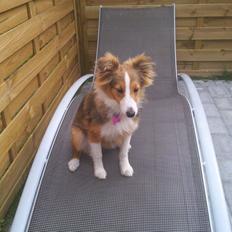Shetland sheepdog Frida