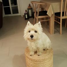 West highland white terrier Dipsy 