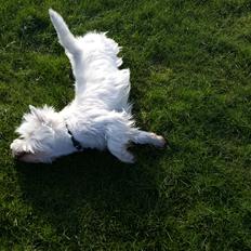 West highland white terrier Dipsy 