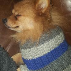 Pomeranian Jimmybrian 