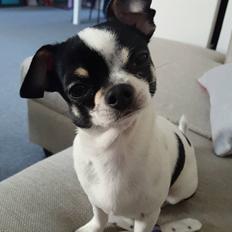 Chihuahua Yankee Pride's Aspen Colorado (Lillegutt)