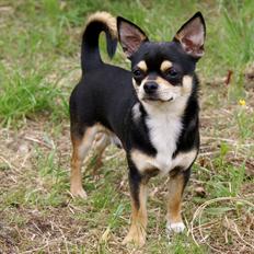 Chihuahua Yankee Pride's Bon Jovi (Per) *Stjålet*