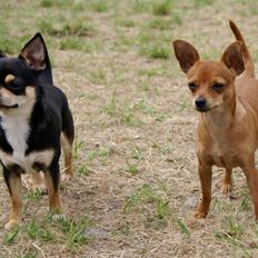 Chihuahua Yankee Pride's Bon Jovi (Per) *Stjålet*