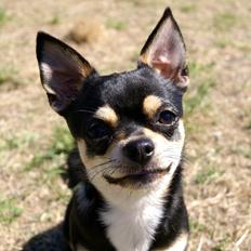 Chihuahua Yankee Pride's Bon Jovi (Per) *Stjålet*