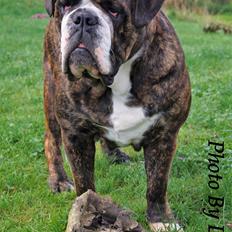 Olde victorian bulldogge Gøjsen
