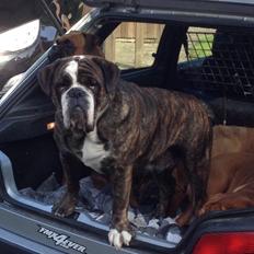 Olde victorian bulldogge Gøjsen