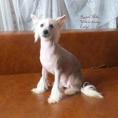 Chinese crested hårløs Rugen Miko Ulla is dreamy Lady