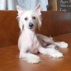 Chinese crested hårløs Rugen Miko Ulla is dreamy Lady