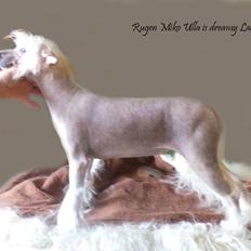 Chinese crested hårløs Rugen Miko Ulla is dreamy Lady