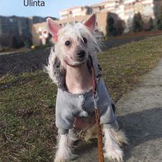 Chinese crested hårløs Rugen Miko Ulinta star of rings