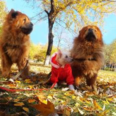 Chinese crested hårløs Rugen Miko Ulinta star of rings
