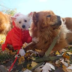 Chinese crested hårløs Rugen Miko Ulinta star of rings