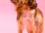 Chihuahua Kennel Little Joy Sif Nelley