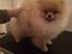 Pomeranian Zoey