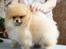 Pomeranian Zoey