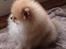 Pomeranian Zoey