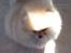 Pomeranian Zoey