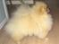 Pomeranian Zoey