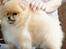 Pomeranian Zoey