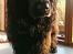 Cocker spaniel Pepsi
