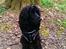 Cocker spaniel Pepsi