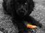 Cocker spaniel Pepsi