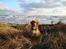 Nova scotia duck tolling retriever Redborn first Contact (Dixie) [Himmelhund] - 4 år