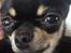 Chihuahua Mini