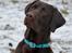 Labrador retriever Aslan *-Bor hos hans hundefar-*
