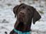 Labrador retriever Aslan *-Bor hos hans hundefar-*