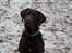 Labrador retriever Aslan *-Bor hos hans hundefar-*