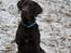 Labrador retriever Aslan *-Bor hos hans hundefar-*